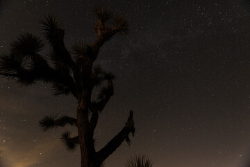 Silhouette of a Joshua tree at night in Joshua Tree National Park