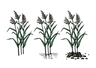 Sketch pampas for decoration design. Summer tropical modern trendy background. Spring season. Leaf fall. Vector nature landscape. Leaves card texture.