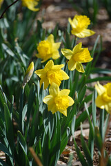 Obraz premium daffodils in spring