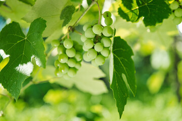 Grapes green leaves plants nature sun summer
