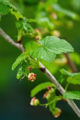 Tiny currant flowers on a green-leafed twig.