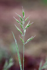 Drops of water after rain on the meadow grass.