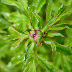 The buds of the peony flower outside on the plant.