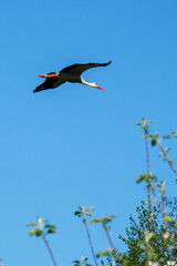 A flying white stork with blue arches and apple tree tips.