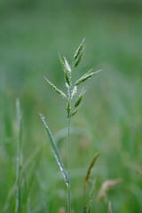 Drops of water after rain on the meadow grass.