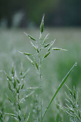 Drops of water after rain on the meadow grass.