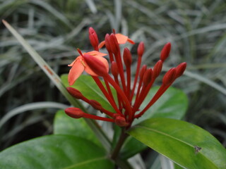 Brazilian plants in Rio habitat
