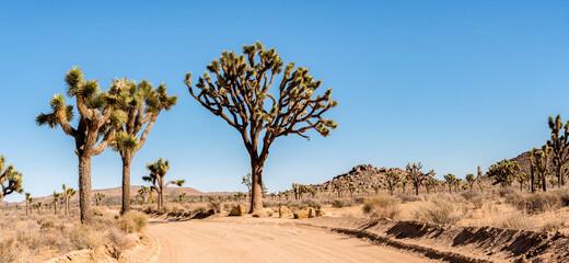 Scenic arid landscape in the Joshua Tree National Park