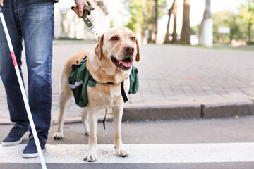 Blind man with guide dog crossing road in city