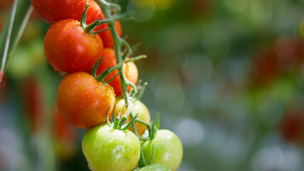Red green cherry tomato ripening at plant stem closeup. Raw organic vegetables