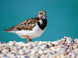 Ruddy Turnstone (Arenaria interpres) standing in shell hash looking for food on the Gulf of Mexico at St. Pete Beach, Florida
