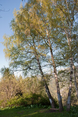 Obraz premium birch trees at sunset in the mountains of almaty, kazakhstan