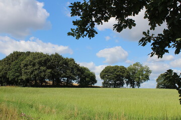 Fototapeta premium A British meadow with trees and blue sky and white clouds. Wakefield West Yorkshire in the UK 