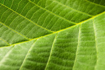 Texture of bright green leaf, closeup view