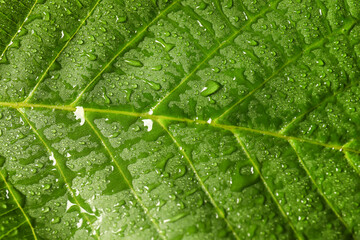 Texture of bright green leaf with water drops, closeup view