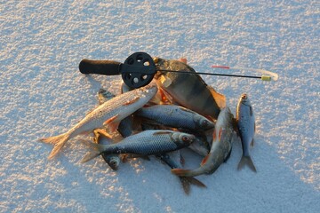 Winter fishing on the river, roach and perch fishing.
