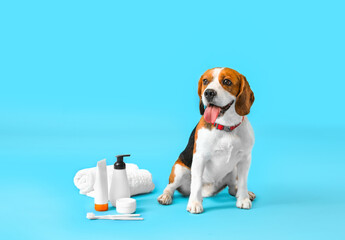 Cute Beagle dog with bath supplies on blue background