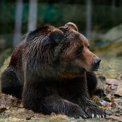 Fototapeta premium Brown bear of Synevyr glade of Zakarpattia region in Ukraine.