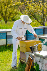 Beekeeping natural summer wooden honeycombs. Outdoor harvesting beeswax. Concept of beekeeping and small farming