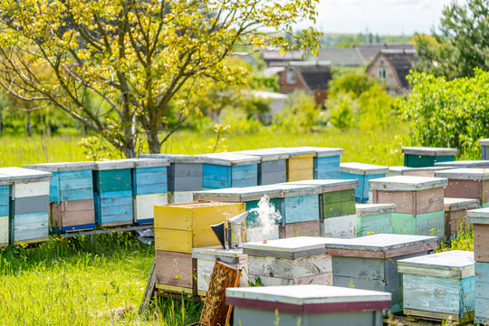 Yellow wooden beehives standing on the grass in the field and flying bees bringing pollen. Bees circling near the area of the hive. Full length