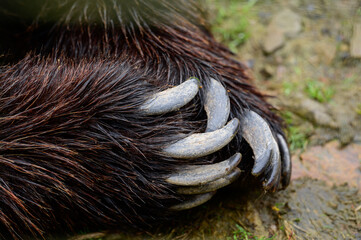Brown bear paw and claws close up,