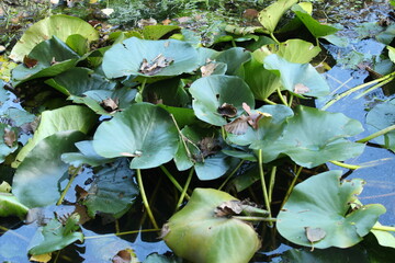 lotus and  water