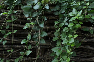 leaves in the garden texture