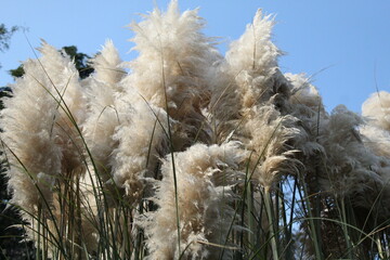pampas 