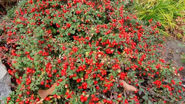 Red ripe cotoneaster berries on the branches in the garden. Red berries, green leaves, autumn harvest. A beautiful plant for the garden.