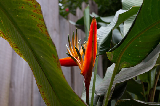 Moody shot of a bright orange Bird of Paradise flower or crane flower, Strelitzia reginae, growing against a wooden fence surrounded by green leaves in a garden in St. Anns, Trinidad and Tobago. 