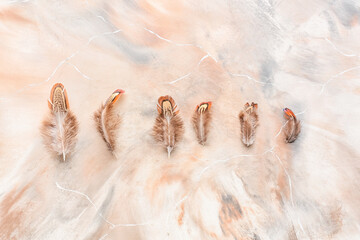 Beautiful pheasant feathers on grunge background