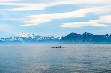 Kamchatka Peninsula, Russia.
Killer whales in the Pacific Ocean against the background of volcanoes