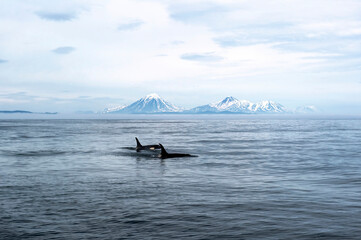 Kamchatka Peninsula, Russia.
Killer whales in the Pacific Ocean against the background of volcanoes