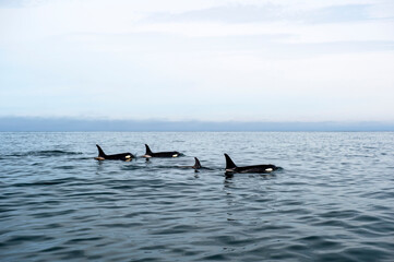 Kamchatka Peninsula, Russia.
Killer whales in the Pacific Ocean against the background of volcanoes