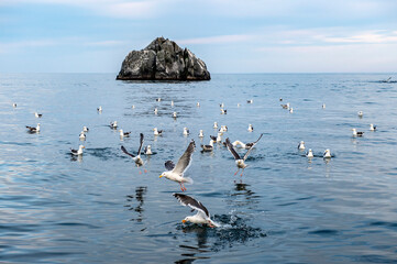 Kamchatka Peninsula, Russia. 
Seagulls in the pacific ocean.
Sea excursions to the land of Kamchatsky volcanoes