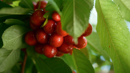 Tasty berry bunch branch in leaf tree close up. Countryside vitamin concept.