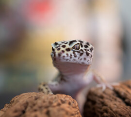 Gecko, Lizard, Leopard Lizard Gecko
