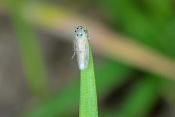 Leafhopper Macrosteles laevis on winter cereals. A leafhopper is the common name for any species from the family Cicadellidae, they are often plant pests.