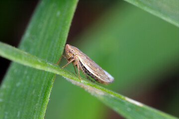 Leafhopper Psammotettix alienus on winter cereals. Is a common pest of cereal crops during autumn in Europe and a vector WDV.