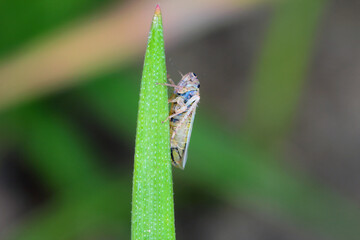 Leafhopper Macrosteles laevis on winter cereals. A leafhopper is the common name for any species from the family Cicadellidae, they are often plant pests.
