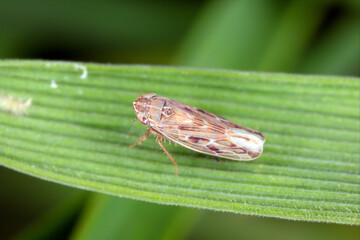 Leafhopper Psammotettix alienus on winter cereals. Is a common pest of cereal crops during autumn...