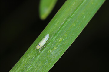 Maize leafhopper (Zyginidia scutellaris) pest of corn crop. Insect on winter cereal.