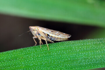 Leafhopper Psammotettix alienus on winter cereals. Is a common pest of cereal crops during autumn in Europe and a vector WDV.
