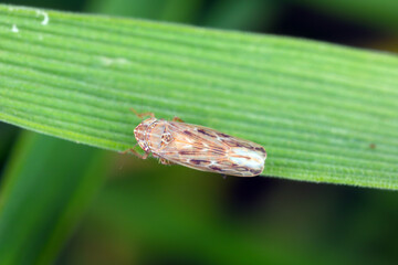 Leafhopper Psammotettix alienus on winter cereals. Is a common pest of cereal crops during autumn in Europe and a vector WDV.