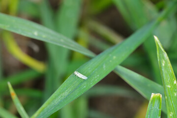 Fototapeta na wymiar Maize leafhopper (Zyginidia scutellaris) pest of corn crop. Insect on winter cereal.