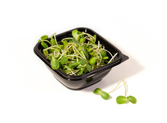 Microgreens in black plastic bowl. Sprouts of useful greens. Vitamin food