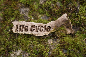 Among the green moss lies a piece of wood with the inscription - Life Cycle