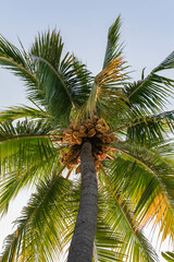 Palmera con cocos