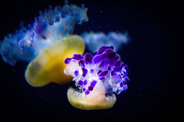 Naklejka na ściany i meble White purple Jellyfish