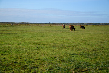 Landwirtschaft auf der Nordseeinsel Borkum. Kühe grasen auf einer saftig grünen Wiese.